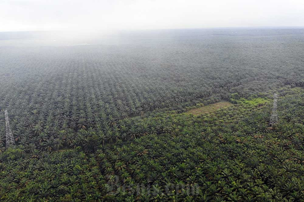  Harga Sawit Riau Pekan Ini Naik Menjadi Rp3.065,17 per Kg