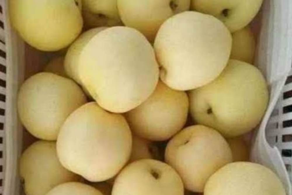  8 Manfaat Sehat Konsumsi Buah Pir, Bisa untuk Diet dan Cegah Kanker