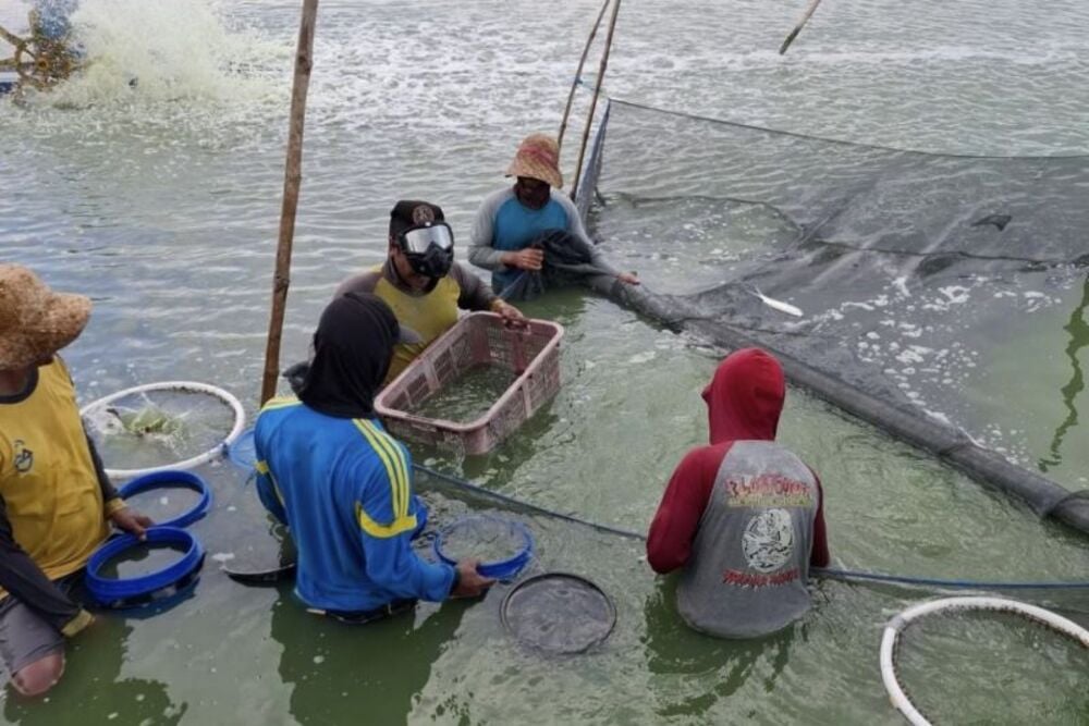  Budi Daya Ikan Kerapu di Lamongan Hasilkan 869,6 Ton