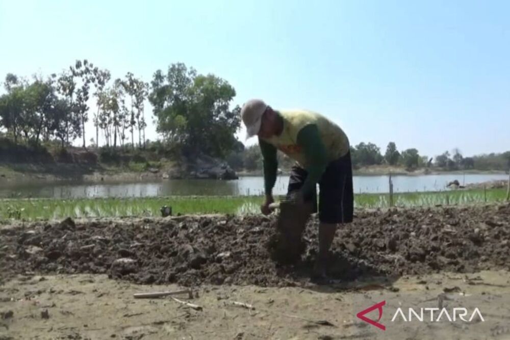  Tepian Waduk Mengering Dimanfaatkan untuk Bercocok Tanam Petani