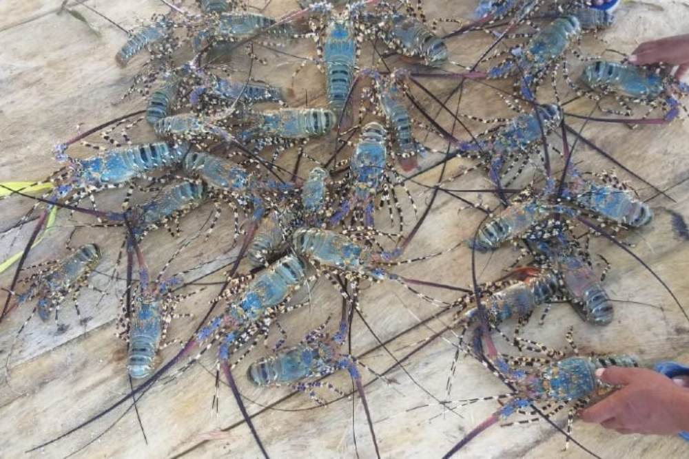  KKP Gagalkan Penyelundupan 2 Juta Benih Lobster Senilai Rp278 Miliar