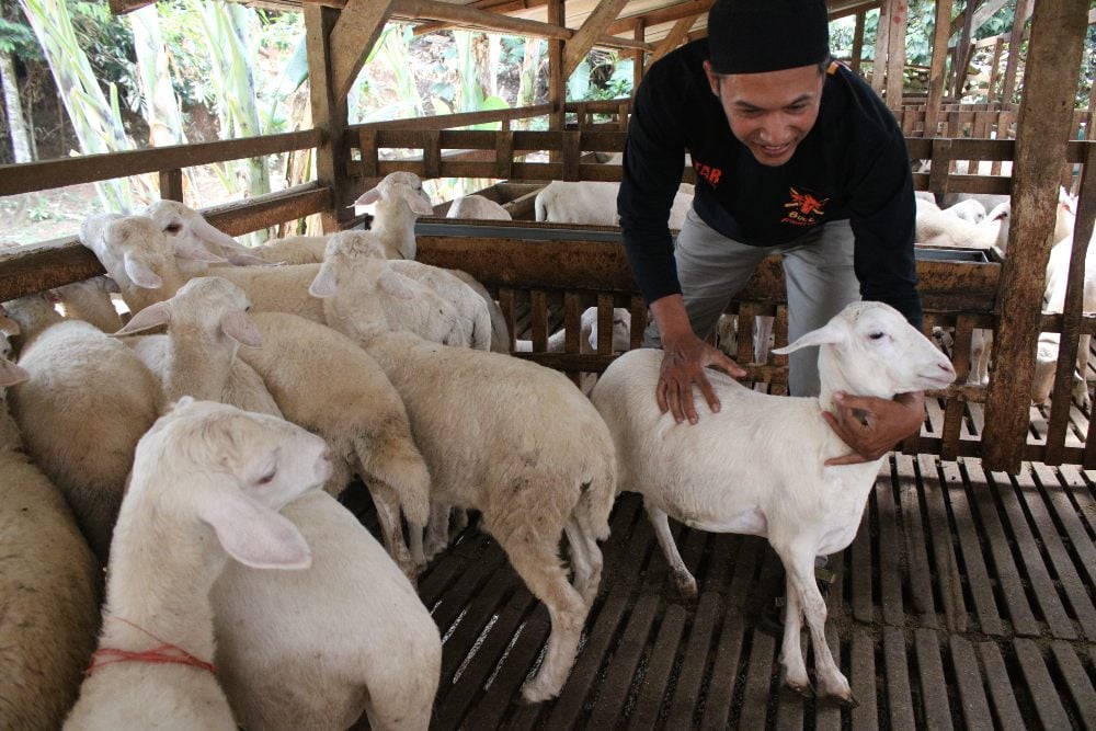  Dicari, Juru Sembelih Bersertifikat Halal