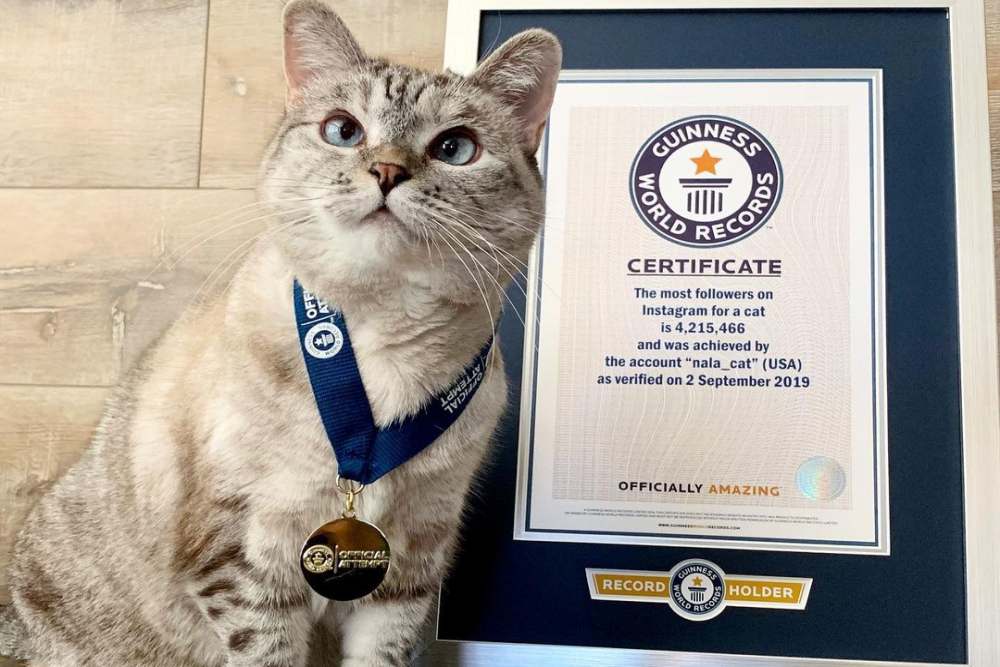  Kenalan dengan Nala, Kucing Terkaya di Dunia dengan Harta Rp1,5 T