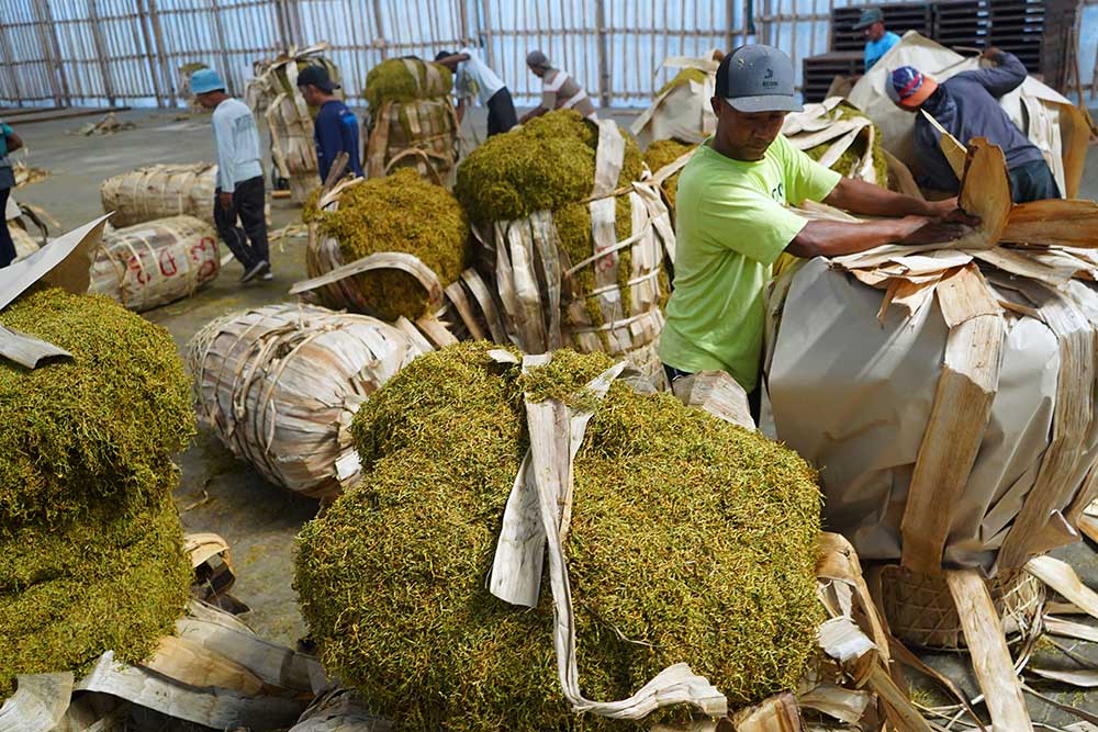  Hasil Panen Tembakau di Temanggung Dijual Ke Sejumlah Pabrik Rokok Besar