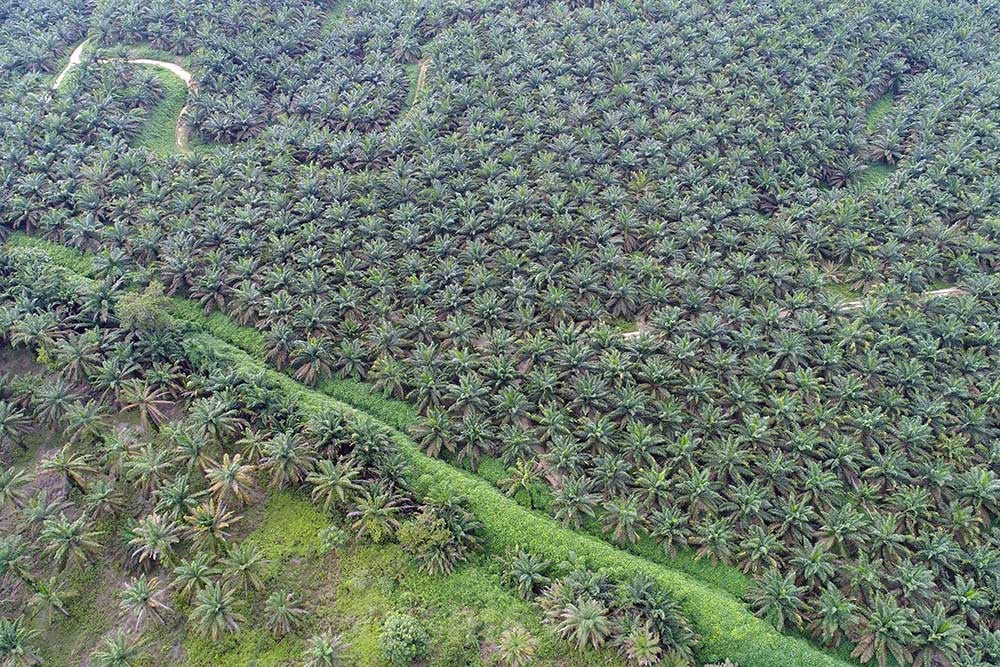  Konversi Lahan Sawah Jadi Tanaman Kelapa Sawit di Sumsel Jadi Sorotan