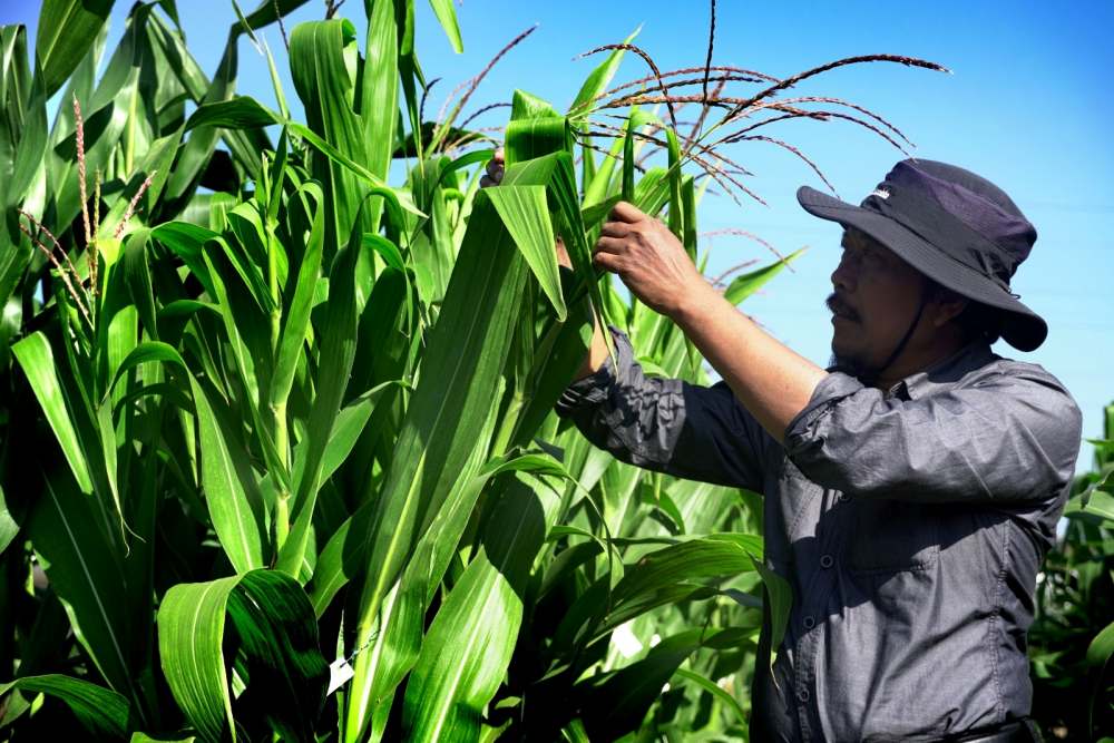  Profesor Pertanian Universitas Brawijaya Kembangkan Inovasi Jagung