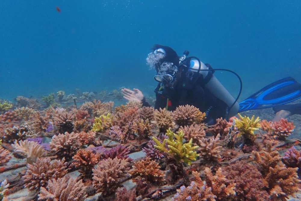  PLTU Jeranjang Rehabilitasi Terumbu Karang Laut Pandanan Pakai Limbah Batu Bara