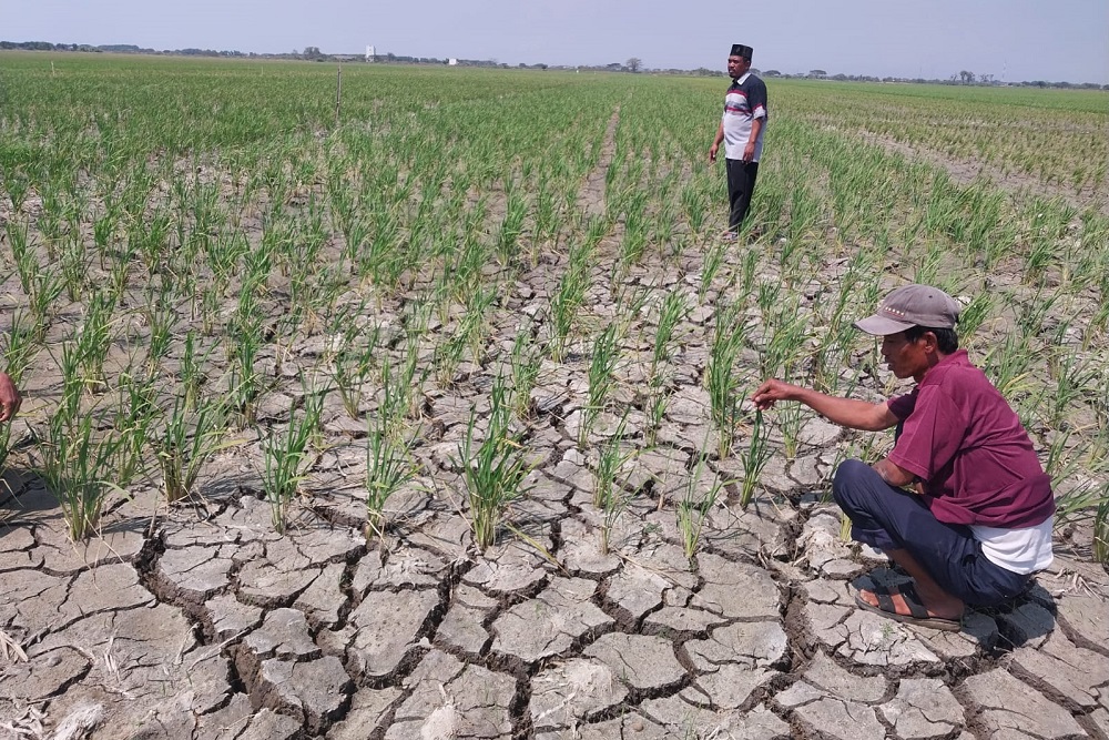 Dampak kekeringan di Kabupaten Cirebon