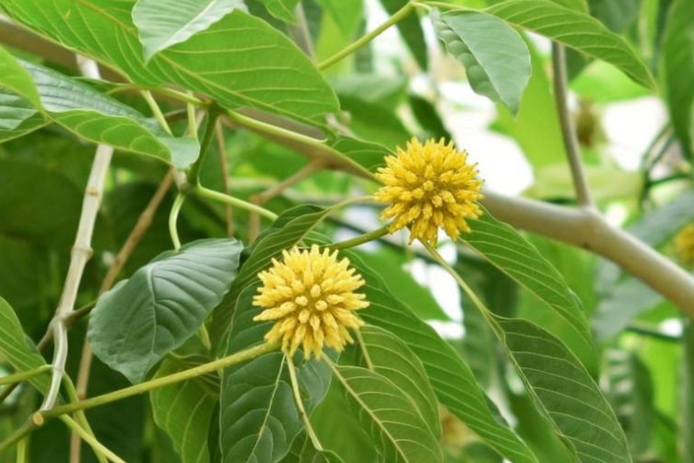 Tanaman hutan Kratom. Dok Istimewa