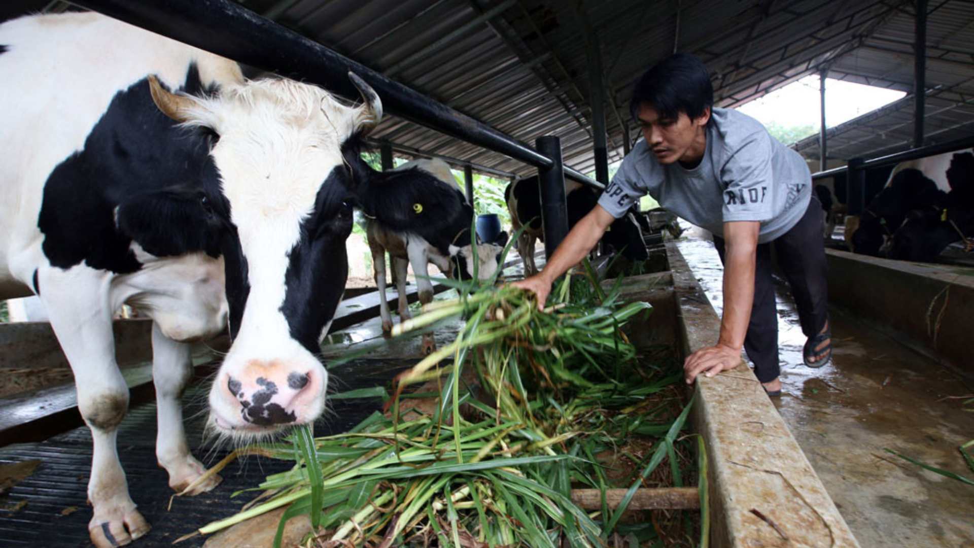  Program Makan Bergizi Gratis: RI Jor-joran Impor Sapi dan Buat Megafarm