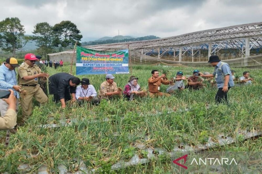  Batang Pacu Produktivitas Bawang Merah