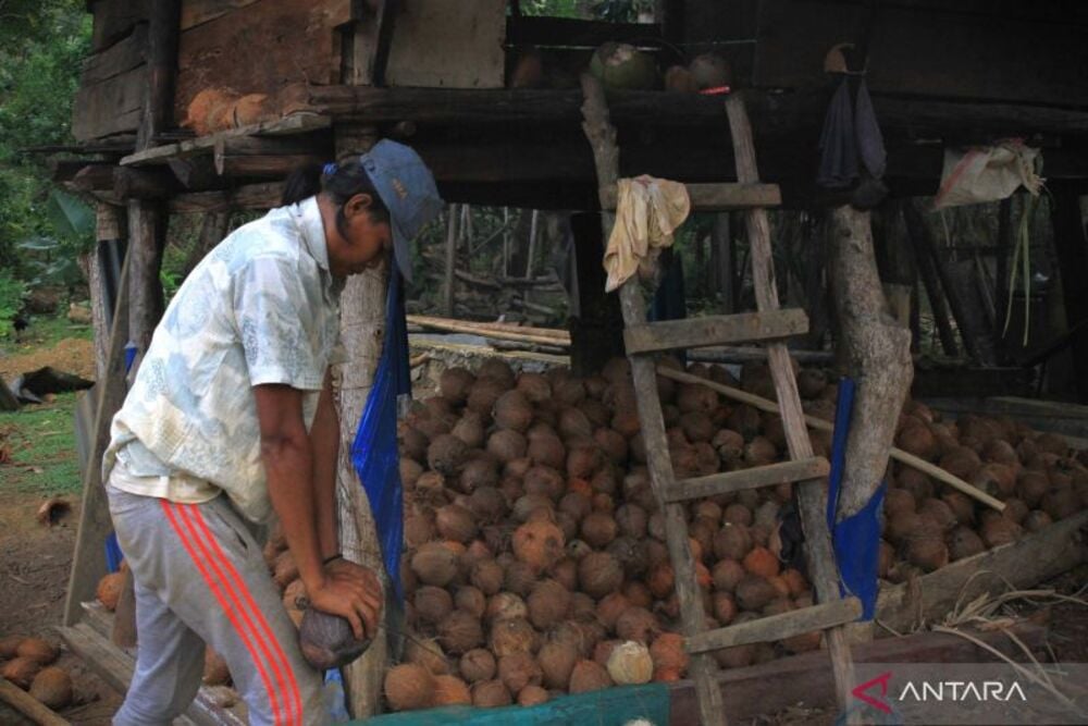  Harga Kopra Hitam Meningkat Menjadi Rp12.000 per Kg