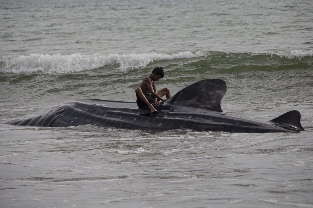  5 Ekor Ikan Hiu Paus Ditemukan Terdampar di Pantai Wilayah Pesisir Selatan Sumbar