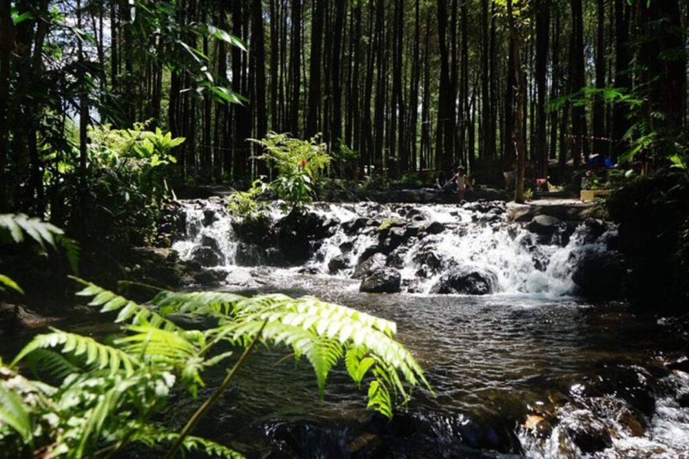  Hutan Pinus Poncosumo Lumajang Tawarkan Pesona Alam
