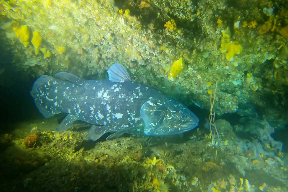  Ikan Purba yang Dianggap Telah Punah 60 Juta Tahun Lalu, Muncul Lagi