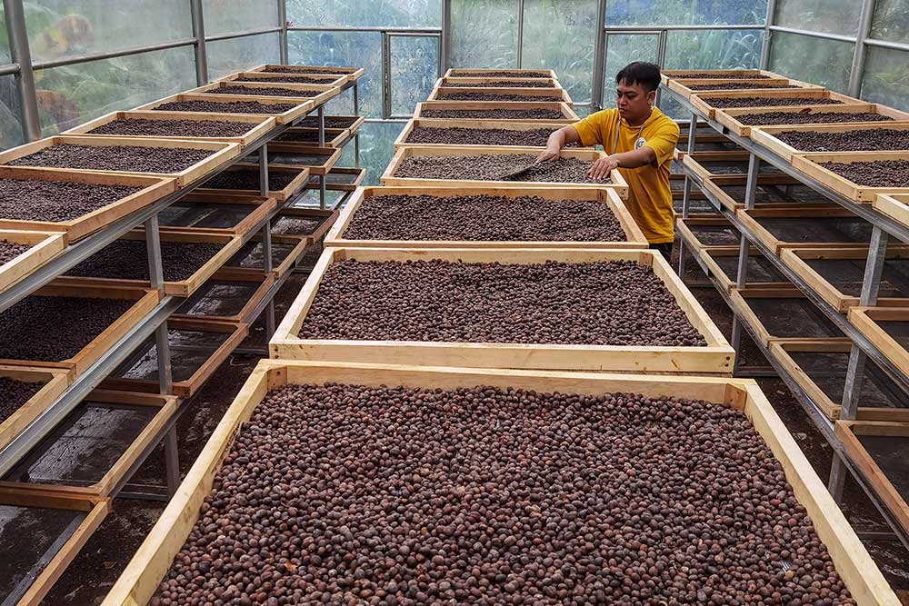  Harga Jual Biji Kopi Robusta Di Tingkat Petani Naik Hingga 50%