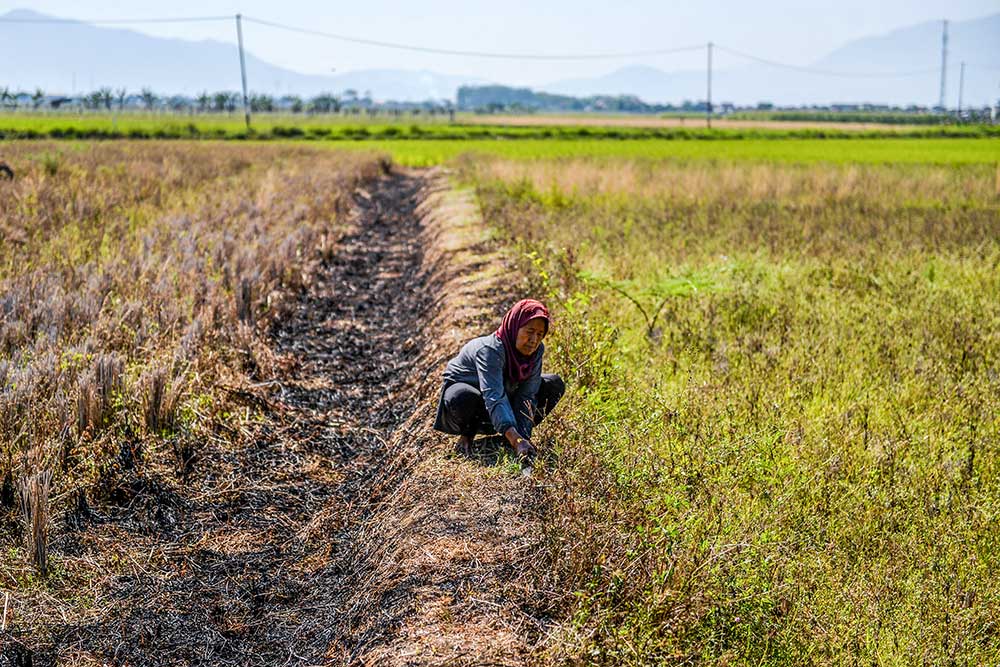  Kekeringan Melanda Kabupaten Bandung, Sebanyak 856 Hektare Sawah Terancam Gagal Panen