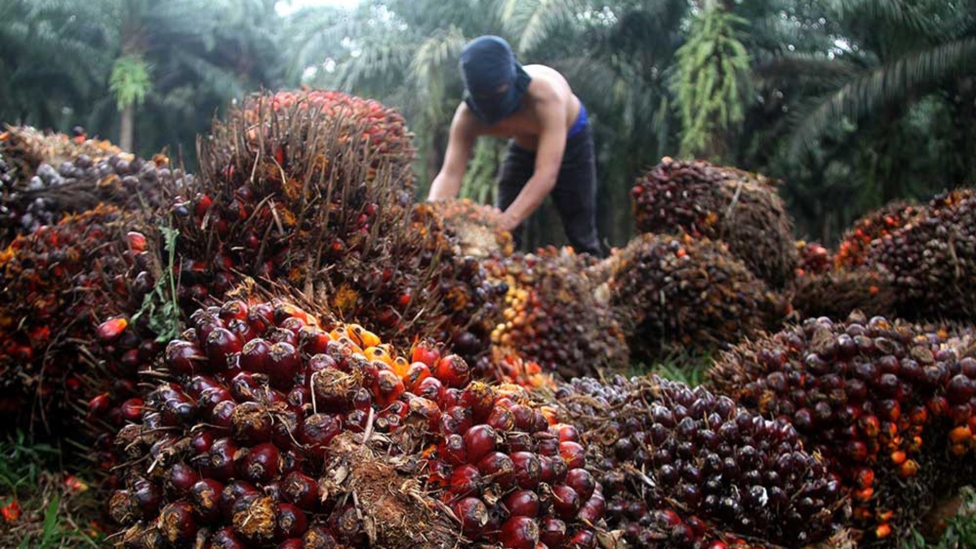  Astra Agro AALI Kerek Produksi CPO dan Konfirmasi Bagi Dividen