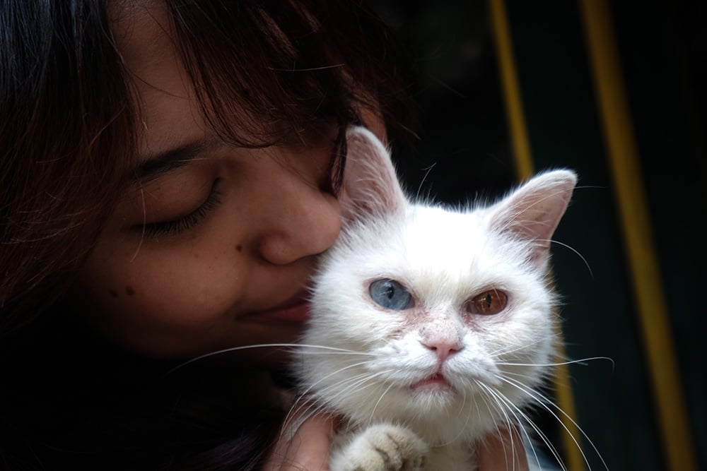  Lomba Kucing Difabel Sehat dan Kucing Malas