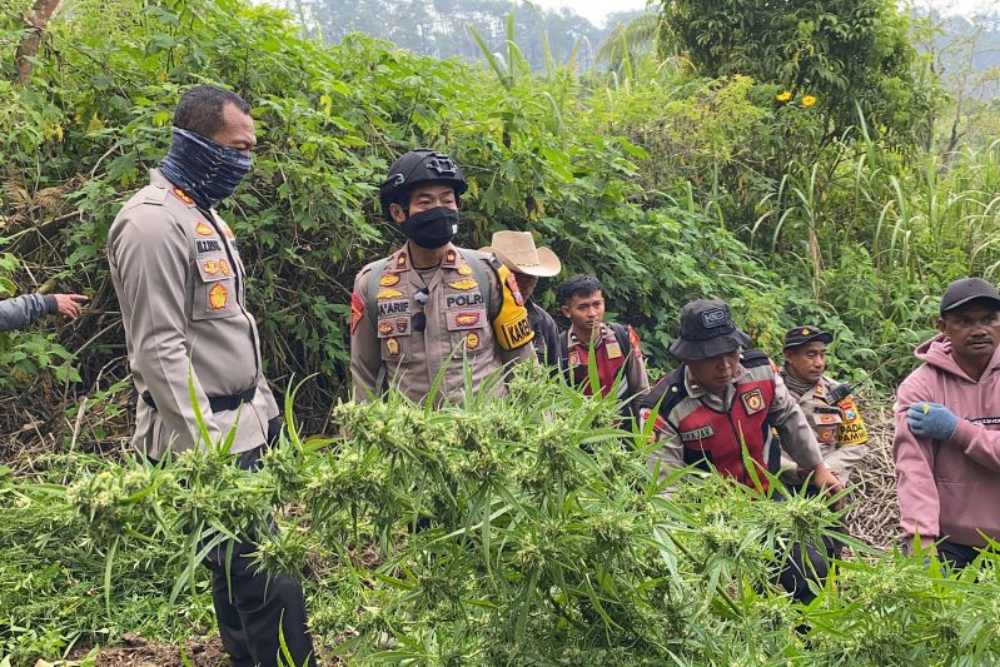  Temuan Tanaman Ganja di Gunung Semeru Bertambah jadi 25.000 Batang