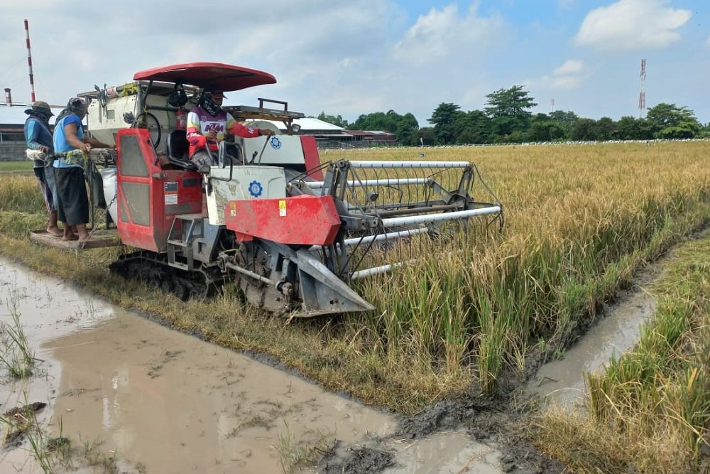  Mengais Butir Gabah di Balik Standar: Perjuangan Petani Kecil Cirebon Menembus Bulog