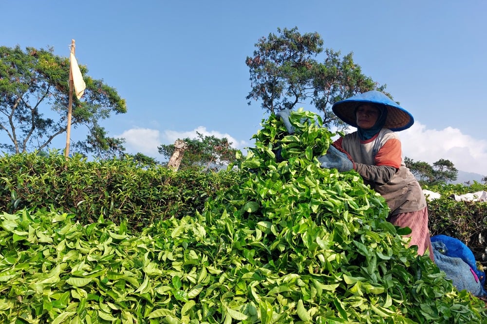  Kebun Wonosari Kejar Pendapatan Pariwisata Rp11,5 Miliar pada 2024