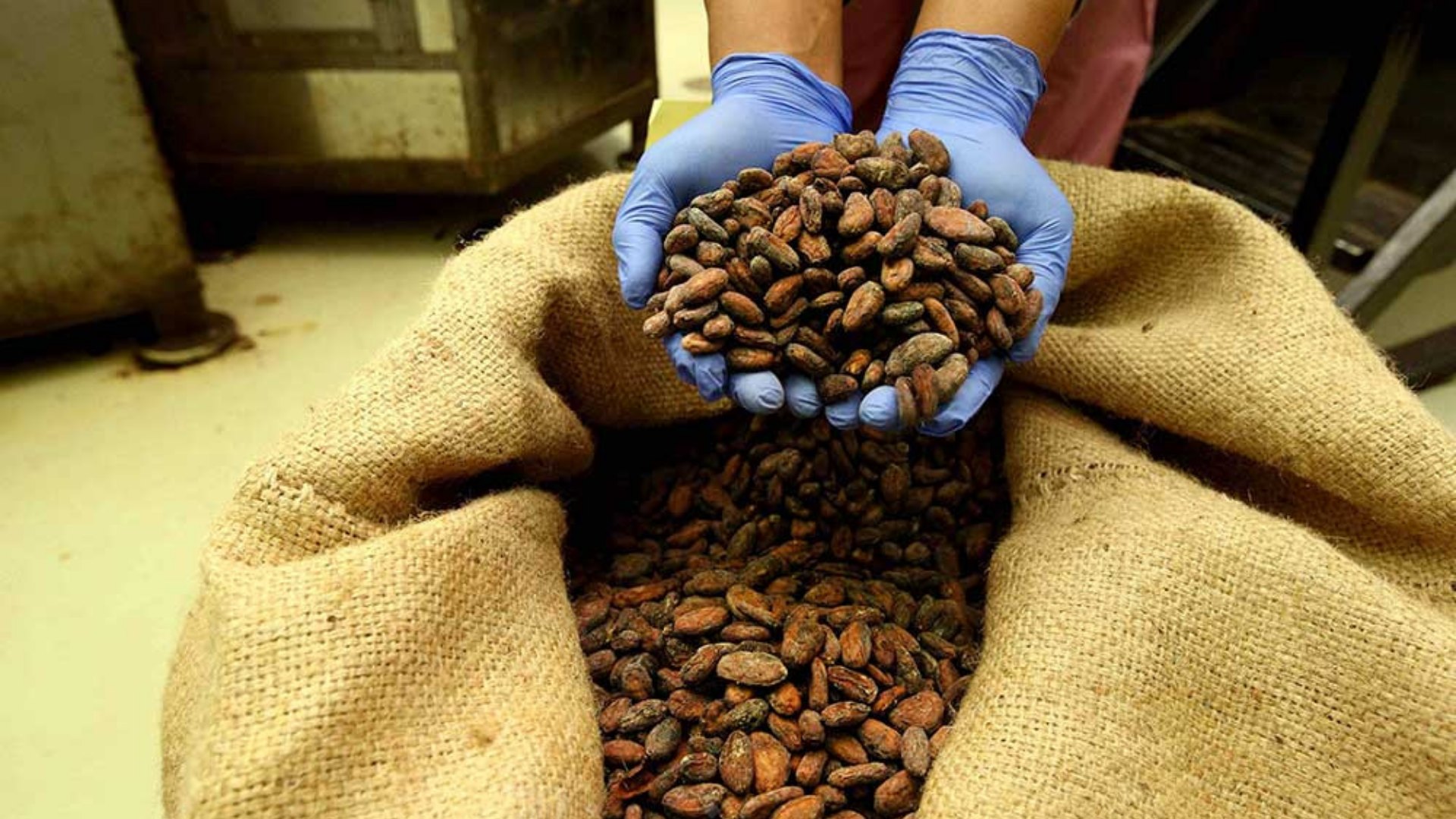 Krisis Pasokan Kakao Berlanjut, Harga Cokelat Masih Akan Pahit?