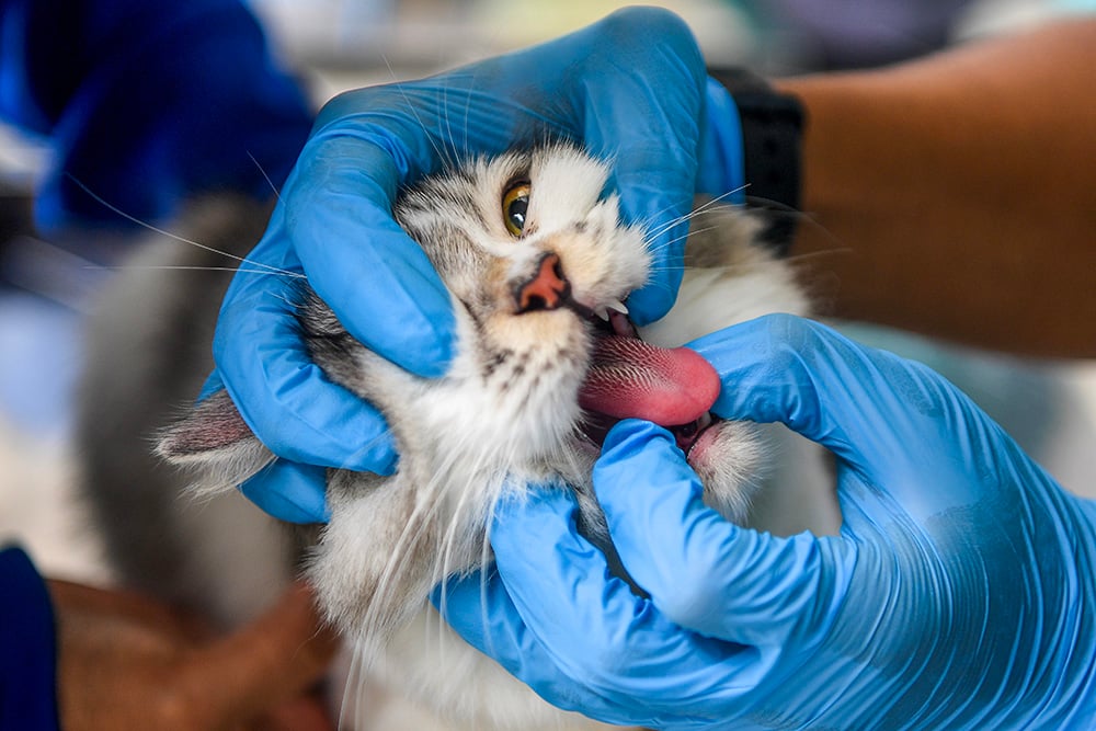  Peringatan Hari Rabies Sedunia di Samarinda