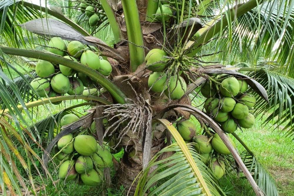  Leveraging Downstream Opportunities in the Coconut Sector