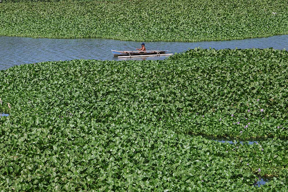  Sungai Jeneberang di Kabupaten Gowa Dipenuhi Tanaman Eceng Gondok