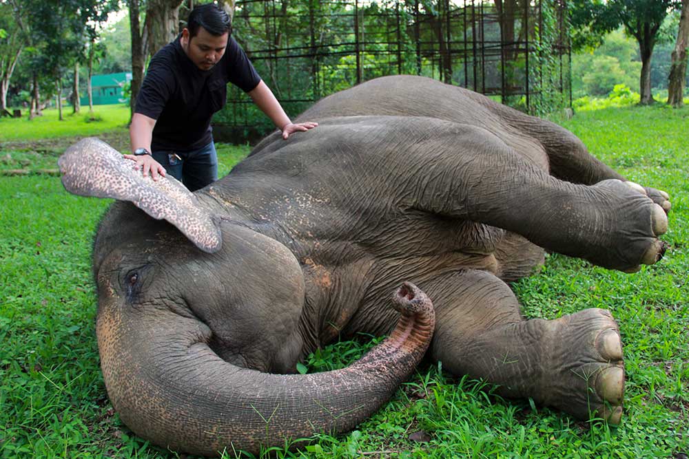  Melihat Lebih Dekat Perawatan Satwa di Medan Zoo