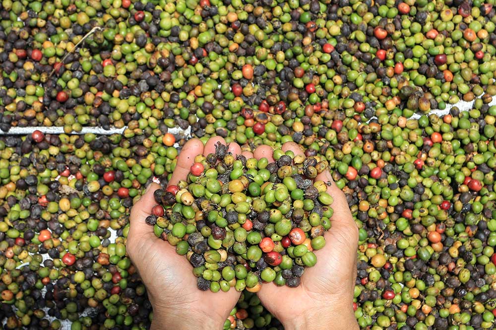  Harga Biji Kopi Kering Jenis Robusta di Tingkat Petani Turun