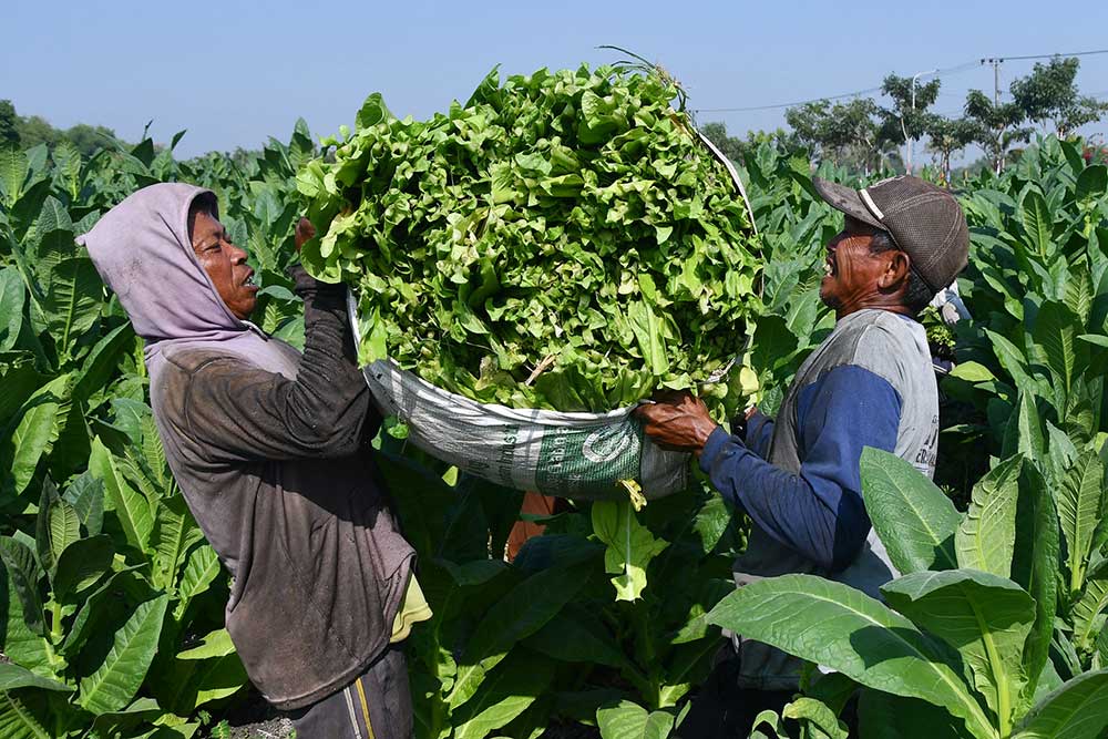  Ekonom Sebut Industri Tembakau Butuh Stabilitas