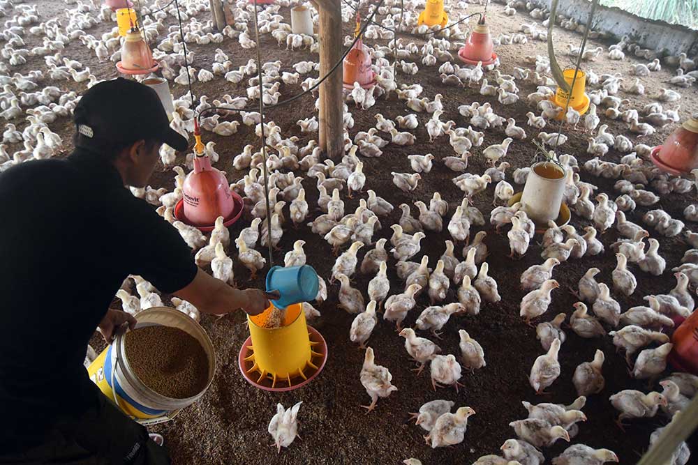  Kementerian Pertanian Akan Menerapkan Kebijakan Stabilitas Harga Ayam Hidup