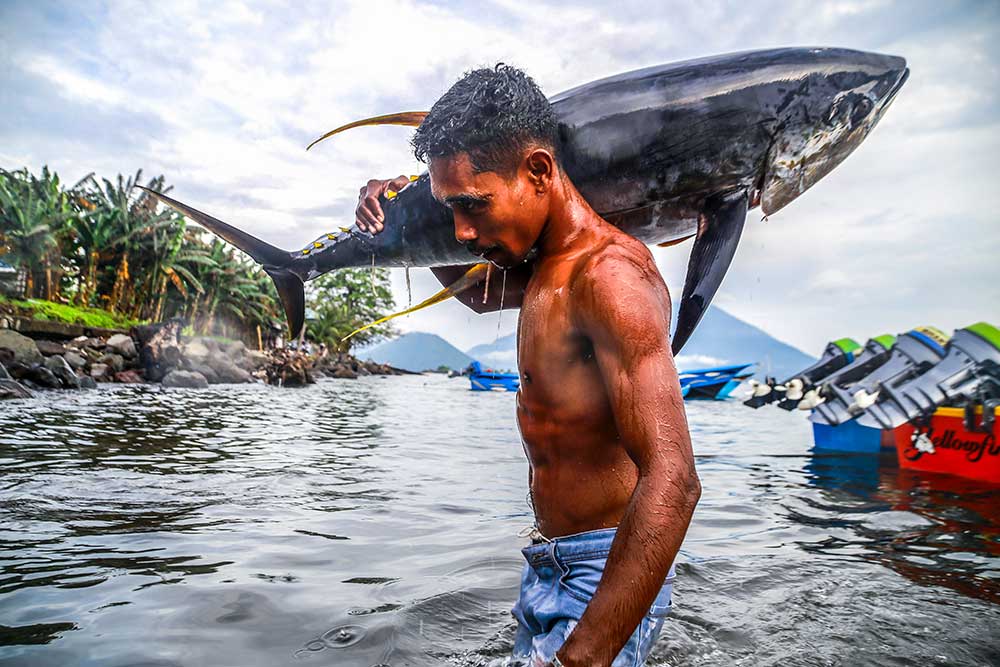  Nelayan Skala Kecil di Maluku Utara Dapat Menangkap Ikan Tuna Kualitas Ekspor Sebanyak 329 Ekor Per Bulan