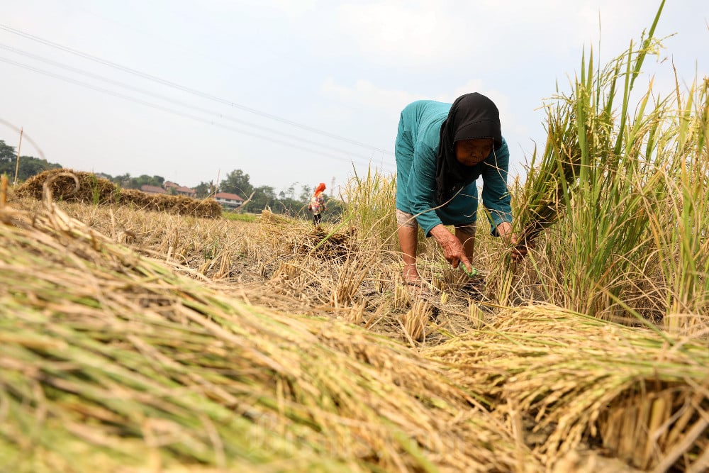  Nilai Tukar Petani Sumsel Meningkat 0,60%, Tiga Subsektor Jadi Pendongkrak