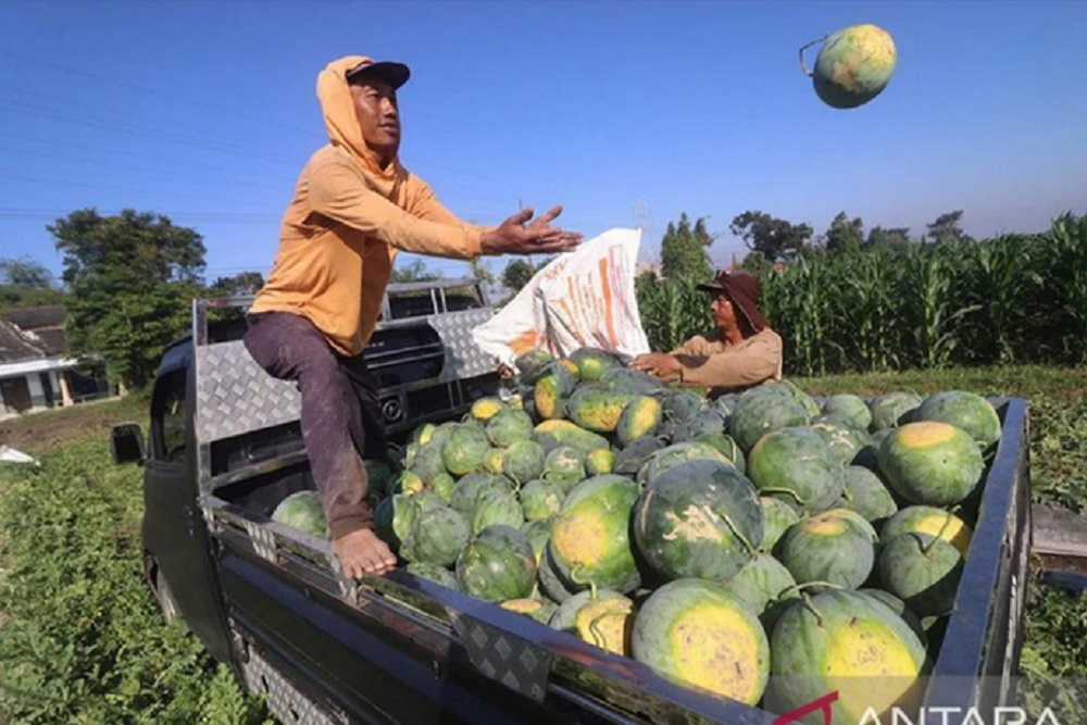  Kelompok Tani di Siak Kembangkan Komoditas Semangka dan Raup Penghasilan Ratusan Juta