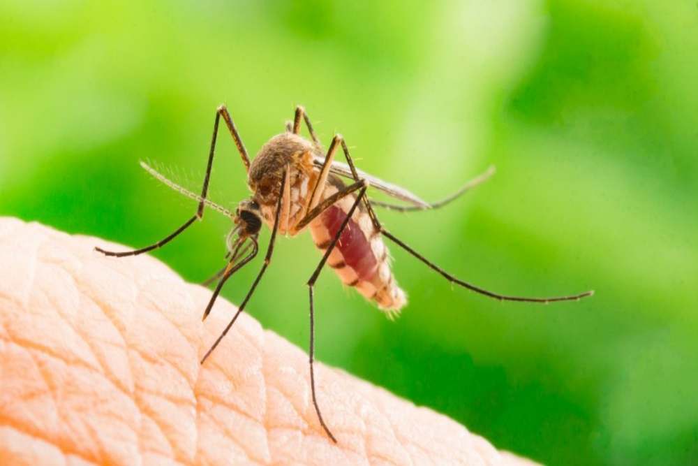  Ada Puluhan Kasus, Pemkab Inhil Tetapkan KLB Malaria di Desa Kuala Selat