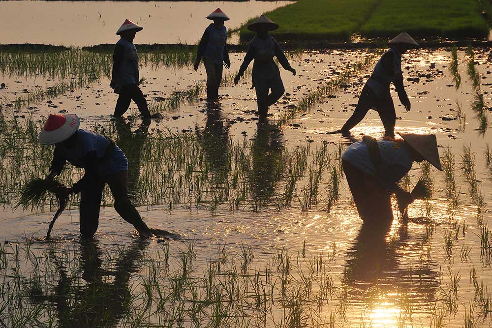  Kementerian Pertanian Targetkan Produksi Beras Pada 2025 Mencapai 32,29 Juta Ton