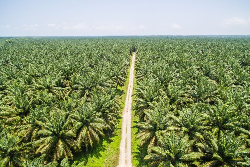  Babak Baru Undang-Undang Anti Deforestasi (EUDR) Uni Eropa