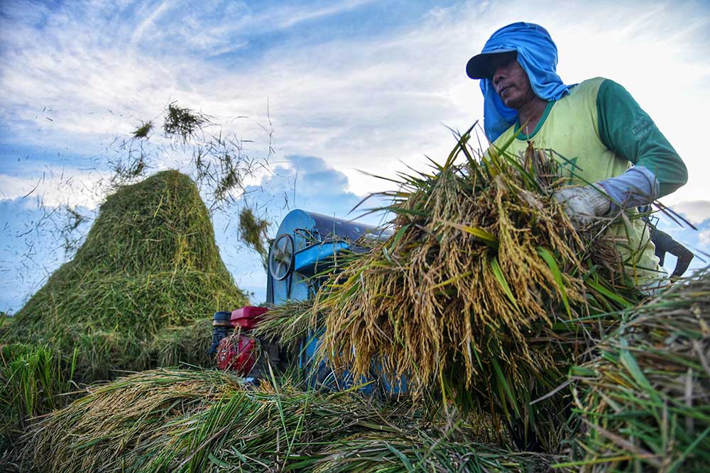  Realisasi Penyerapan Beras Dalam Negeri Melalui Perum Bulog Mencapai 908.000 Ton