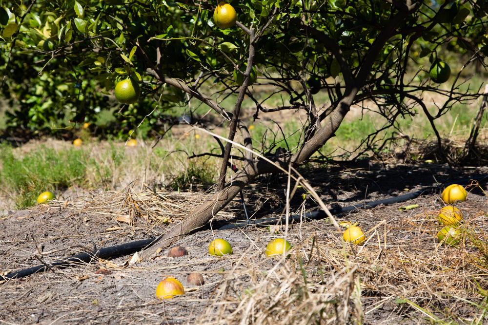 Jeruk jatuh ke tanah di Mixon Fruit Farms, Florida, Amerika Serikat setelah Badai Ian melanda wilayah tersebut pada Rabu (5/10/2022). / Bloomberg-Tristan Wheelock