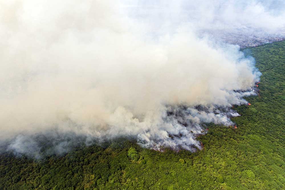  RI Ajak Asean Proaktif Tanggapi Kebijakan UU Antideforestasi Eropa