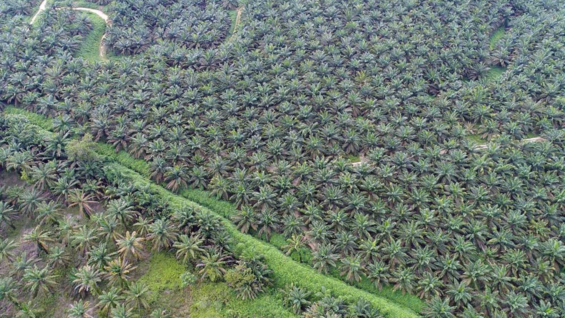  Menimbang Saham AALI ADRO dkk Sebelum UE Teken UU Deforestasi