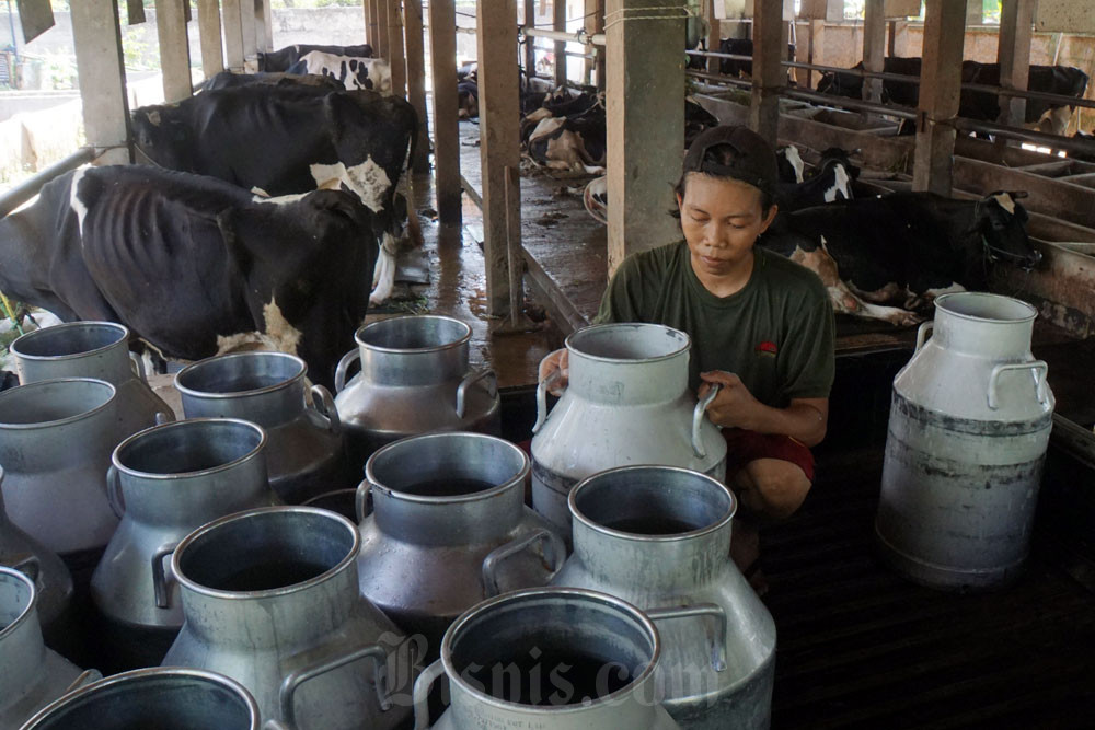  Produksi Susu Tak Mampu Penuhi Kebutuhan Nasional, Impor Jadi Solusi?