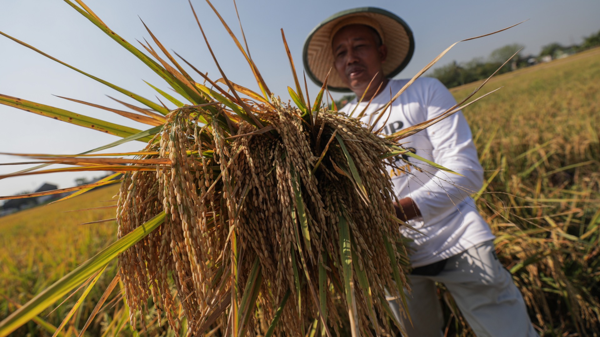 Petani memanen padi di lahan persawahan organik di Tuban, Jawa Timur, Rabu (14/8/2024)./Bisnis-Fanny Kusumawardhani