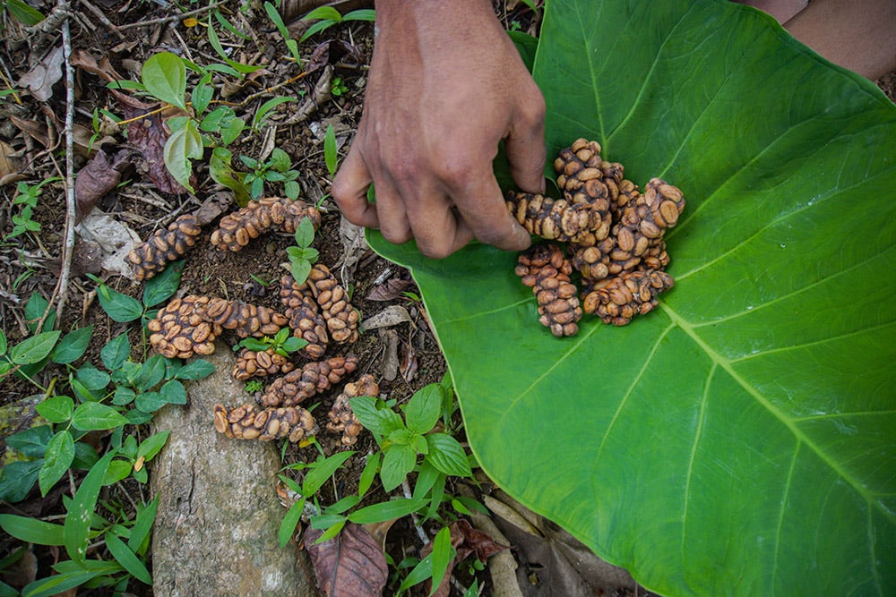  Kopi Luwak Liar Lereng Gunung Semeru