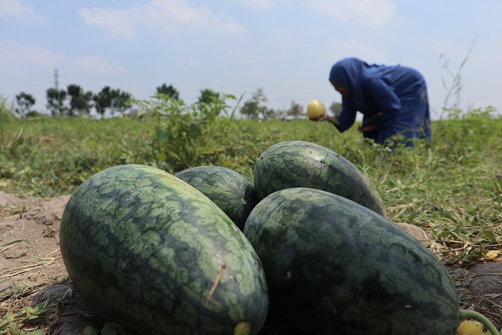  Wisata Dadakan Petik Buah di Jombang