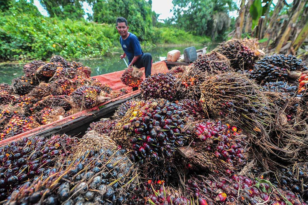  Harga TBS Kelapa Sawit di Provinsi Jambi Naik