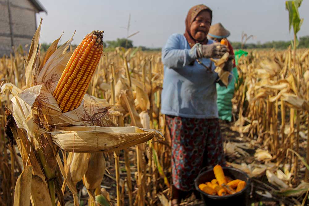  BRIN Kembangkan Varietas Jagung Yang Mampu Beradaptasi Terhadap Berbagai Kondisi Lingkungan